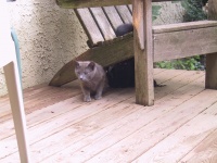 Momma cat and black kittens.jpg